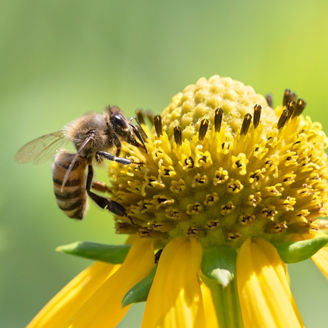 生物多様性と企業をとりまく動向：TNFD（TCFDの自然関連版）、SBTs for Natureなど