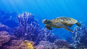 Japanese alt text: ブルーエコノミーの概要 ～日本や諸外国の動向とは