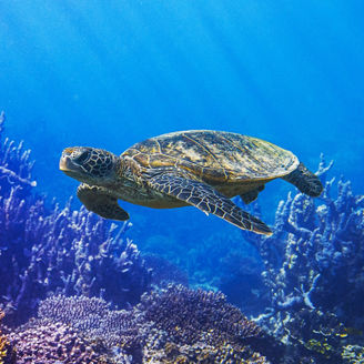 Japanese alt text: ブルーエコノミーの概要 ～日本や諸外国の動向とは