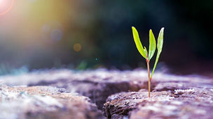 Japanese alt text: 気候変動適応における事業機会およびリスク対応支援