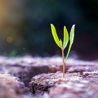 Japanese alt text: 気候変動適応における事業機会創出およびリスク対応支援