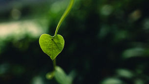 Green heart leaf in nature background