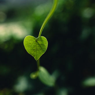 Green heart leaf in nature background