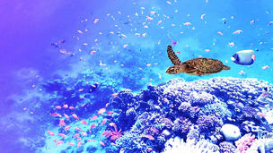 Japanese alt text: ウミガメの泳ぐ海