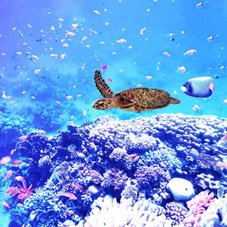 Japanese alt text: ウミガメの泳ぐ海