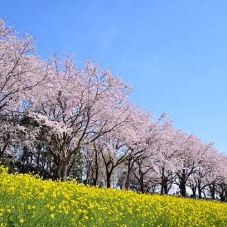 Japanese alt text: 未曾有の大災害に備えた、未来を生き抜く「個人のレジリエンス」