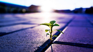 Japanese alt text: 「反ESG」と日本企業への示唆