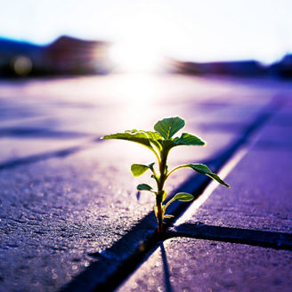 Japanese alt text: 「反ESG」と日本企業への示唆