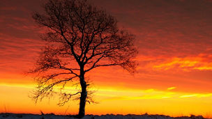 冬の夕焼けと1本の木