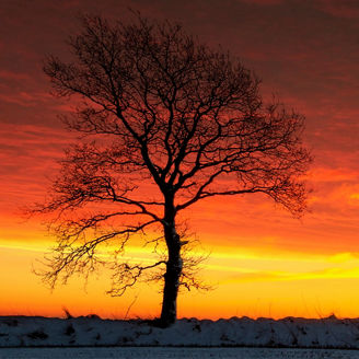 冬の夕焼けと1本の木