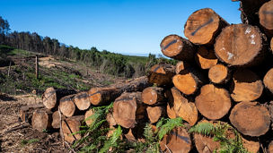 Japanese alt text: EUDR改正案のポイントと企業が直ちに着手すべき対応