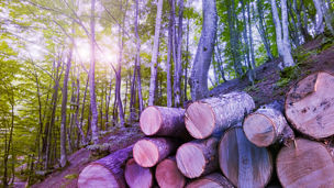 Japanese alt text: 森林破壊防止規則（EUDR）対応支援