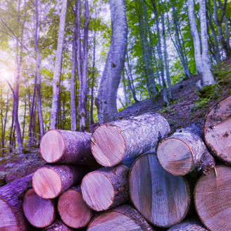 Japanese alt text: 森林破壊防止規則（EUDR）対応支援