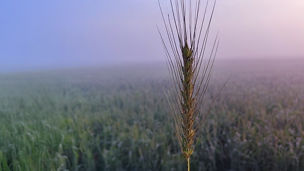 Japanese alt text: 地域中核企業へのスタートアップとの協業による成長支援の実例