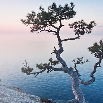 ブランド価値評価サービス