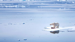 Japanese alt text: 氷河とシロクマ