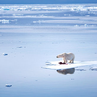 Japanese alt text: 氷河とシロクマ