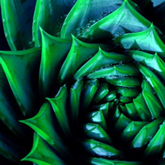 Japanese alt text: とげとげした多肉植物の葉