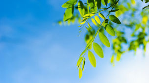 Japanese alt text: Our History：KPMGコンサルティングの歩み