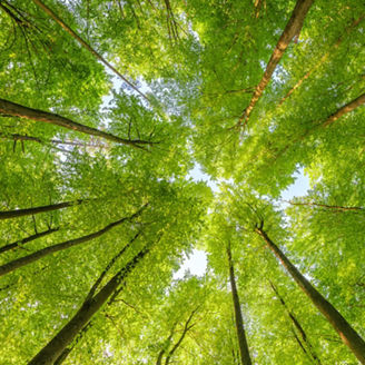 a great view up into the trees direction sky