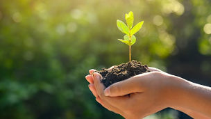 Japanese alt text: 植物を包む手