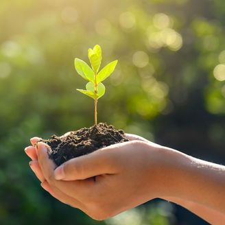 Japanese alt text: 植物を包む手