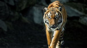 歩いているトラ