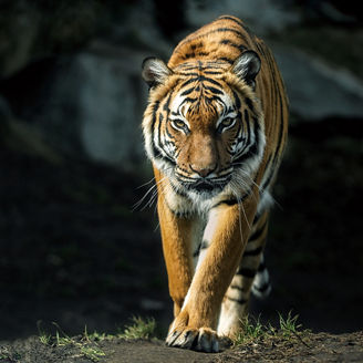 歩いているトラ