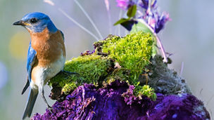 Japanese alt text: ネイチャーポジティブ経済移行を起点とした新しい事業創造のアプローチ