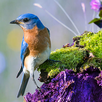 Japanese alt text: ネイチャーポジティブ経済移行を起点とした新しい事業創造のアプローチ