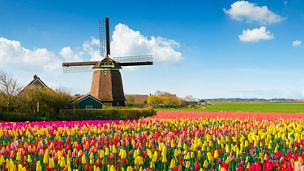 チューリップと風車