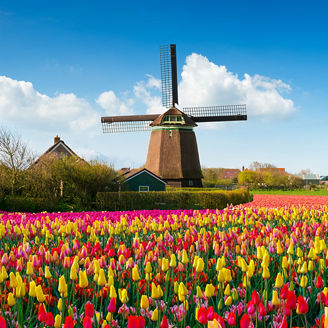 チューリップと風車