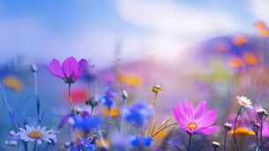 色とりどりの花