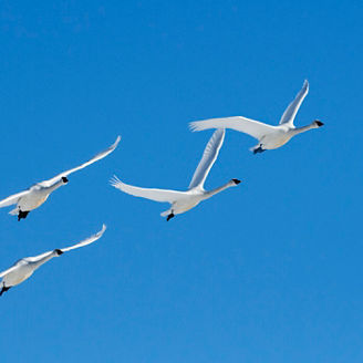 North America; United States; Alaska: Fairbanks, Creamer's Field Waterfowl Refuge;Wildlife; Birds; Trumpeter Swans; Cygnus buccinator