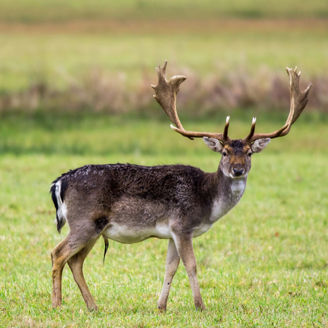 こちらを見つめる鹿