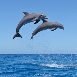 Bottlenose dolphin (Tursiops truncatus). Caribbean Sea, Roatan, Bay Islands, Honduras, Latin America.