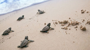 海へ向かう子亀