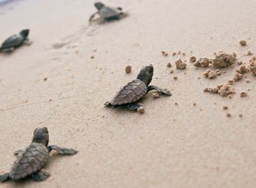 海へ向かう子亀
