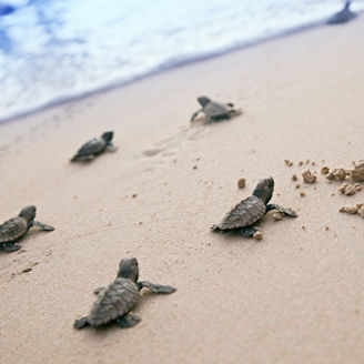海へ向かう子亀