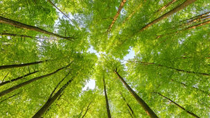 a great view up into the trees direction sky