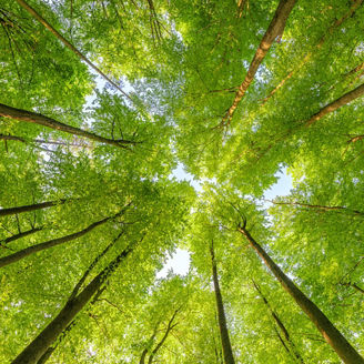 a great view up into the trees direction sky