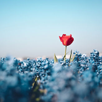  青い花畑の中の一輪の赤いバラ