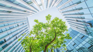 ビルのなかの木