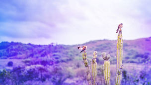 Net Zero Readiness Report 2023 日本語抄訳版