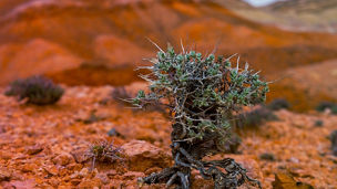 Japanese alt text: 日本気象協会と気候変動の緩和・適応に向けた総合サービスで協業