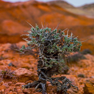 Japanese alt text: 気候変動適応とは？適応に向けて企業に求められる対応の方向性