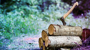 Japanese alt text: EU森林破壊防止規則の延期：ビジネスへの影響と対応策