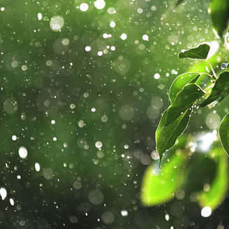 葉と水滴