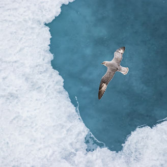 海上を飛ぶカモメ