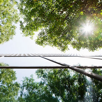 木々が映るビル